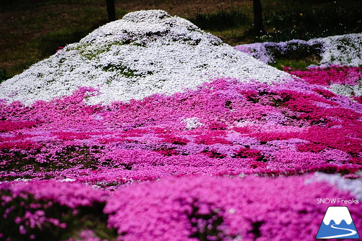 倶知安旭ヶ丘スキー場と三島さん家の芝桜の丘。